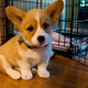 Illustration for article titled Những thông tin thú vị về Corgi Welsh – Giống chó chân ngắn siêu đáng yêuem/em